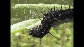 Peacock Butterfly Larva Aglais io