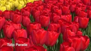 Tulip Parade - Tulip Bulbs from Holland