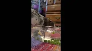 Pet rats are fishing peas out of a bowl of water!