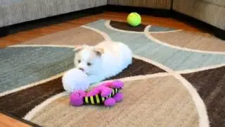 Light Red and White Pomsky www.purebredpomsky.com