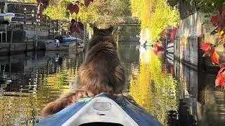 Louis Wildlife the kayaking cat 😽