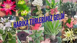 Hosta Kaktüs Sukulent Rengarenk Atlas Ve Dikenler Taçları Sizlerin Olabilir