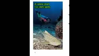 C Different Kinds of Sharks