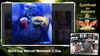 Grow Diaries #6- watch another plant killer