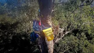 Eagle & Owl Defending takayna Canopy