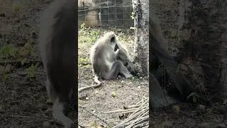 Grooming #hanumanlangur #langur #ytshortsindia #ytviral #ytshorts #primatelove #primates #monkey