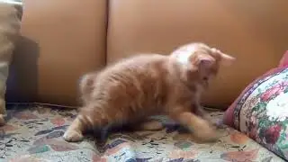 Komik Kedi