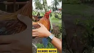 AEJ GILMORE HATCH