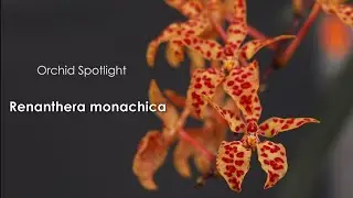 Renanthera monachica // Spotlight