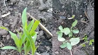 Home Kitchen Garden|Ghar ka Sabji fresh and organic|Yummy yummy # FROZEN Daily VLOG