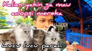 INI ADALAH UPDATE HARGA KUCING RAS DI JLN OTTEN RAJIMAN BANDUNG