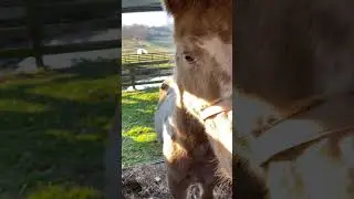 2021 Foals mini training sessions