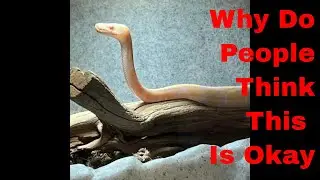 Defanging a Snake.........DONT DO IT!!!! Here's Why......
