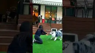 Innes Gets Thrown Around By A Dog #funnyvideo #dog #twitchclips #inneshx