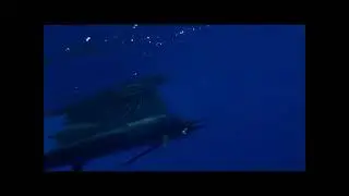 Quepos Fishing Charters with Mar1 Sport Fishing Quepos, Costa Rica. Sailfishing at its finest