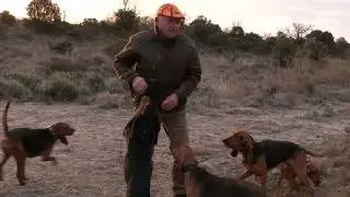 Chasse au lièvre dans l’Hérault avec A. Lopez/P. Sussi
