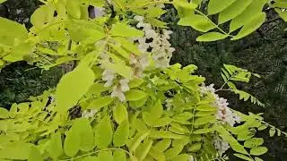 Robinia pseudoacacia 'Frisia' trnovn&iacute;k ak&aacute;t