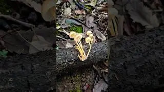 Avoid! deadly and poisonous! #lostinthewoods #woods #mushroom#nature#wildlife#shorts#shortsfeed