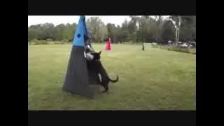 IPO Dog Sport