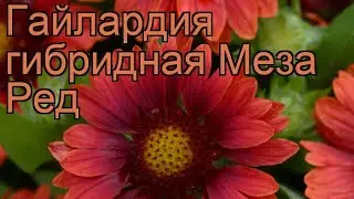 Гайлардия гибридная Меза Ред (gaillardia hybrida) 🌿 обзор: как сажать, саженцы гайлардии Меза Ред
