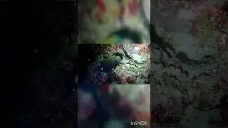 Lieutenant tang or double band surgeonfish മാലിദീപ്