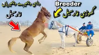 Horse For Sale In Pakistan | Ghaban Ghori & 3 wachery + 1 Wacheri For Sale | Ghaban Ghori For Sale