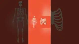 #information of #human #body #skeleton & #different parts #anandamsurgicare #ilaajwahijoapkeliyesahi