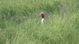 Sarus Crane Feeding (S1420002)