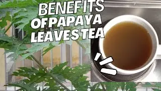 Benefits Of Pawpaw Leaves | Ginger And Cloves Tea