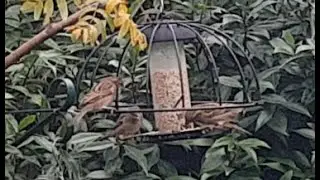 Plants that Birds Love | Different types of Bird feeders | A helpful Guide about Bird food
