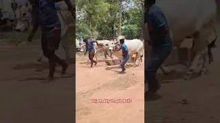 veganati Osura reddy gari 6 palla gittalu ll mundlapadu ll #reddy #trending