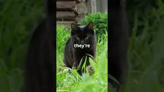 Black Cats: Good Luck or Bad Luck?