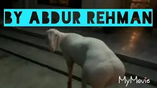 Dumba Beautiful Animal