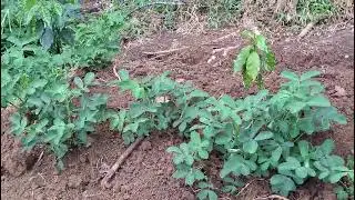 Kopi Arabika 3 bln setelah tanam
