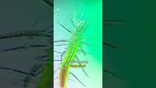 Самая безумная находка в капле OCEAN ROCKPOOL WATER под микроскопом!