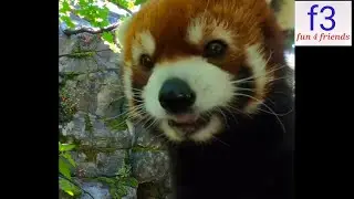 #fun4friends , #f3 ,Red panda , animal , panda ,