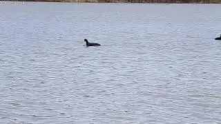 Cute Coot