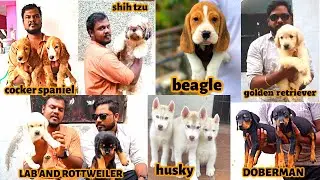 DOG FOR SALES | PUG, SHIH TZU, LAB,ROTTWEILER,HUSKY,POMERANIAN, COCKER SPANIEL PUPPIES FOR SALES