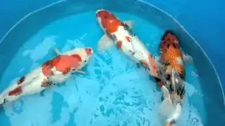 Nh&atilde; ĐN 6