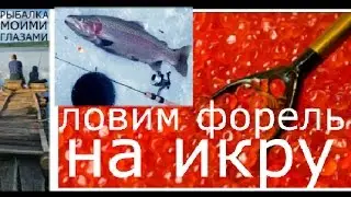 Как ловить форель на красную икру и на кальмара