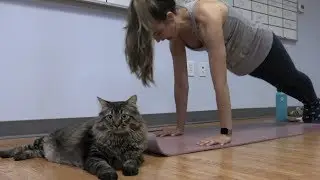 Kitty Yoga - unwind with adoptable cats