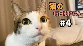 猫の毎日朝ごはん生配信！【#4】 2026.1.8