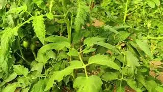 Se Deus quiser logo vai dar tomate 🍅 video do dia 28 de Janeiro de 2026.