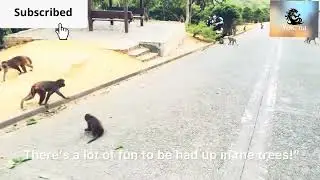 A story of monkeys and wild Boars 