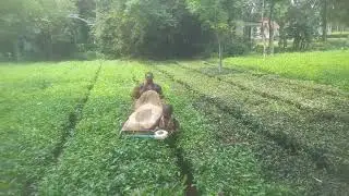 Machine Plucking in a Tea Field 