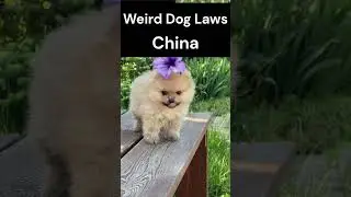WEIRD 🐶 Dog Laws   China