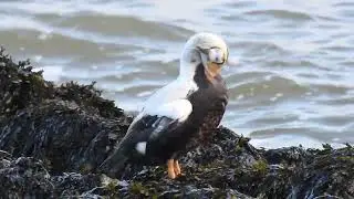 Spectacled eider. Brileider