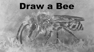 Hyper Realistic Sketch - Bee - Real Time Drawing Classes