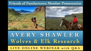 Friends of Panthertown Webinar: Avery Shawler Wolves & Elk Research