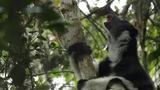 Meet the Indri